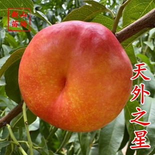 【天外之星油蟠桃苗】新品种天外之星一号黄彩虹油蟠桃树苗蟠桃苗