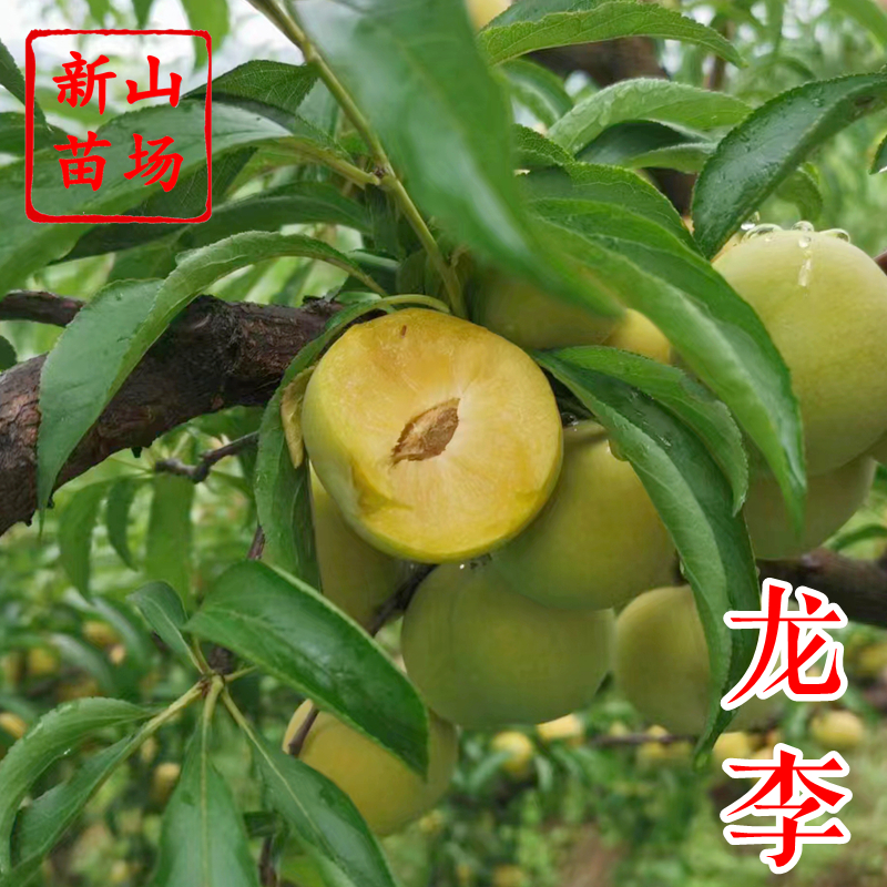【龙李苗】新山苗场 丰产蜂糖李优系青脆李嫁接李子树苗