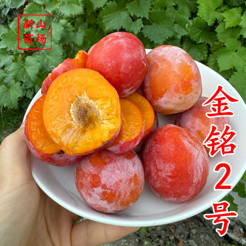 【金铭2号李苗】金铭2号原美国樱桃李红皮黄肉7月成熟李子树苗