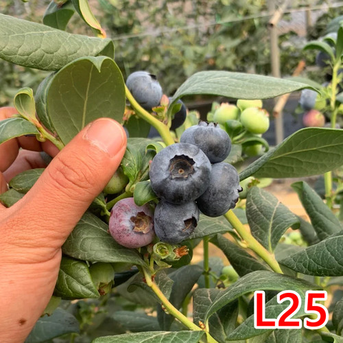【L花香蓝莓苗】L早熟大果带土25优瑞卡地栽盆栽树苗营养杯钵苗