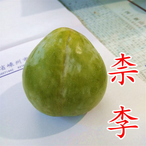 【奈李苗】黄金李中晚黄金奈翡翠古田油奈8月浦江桃形李子树苗