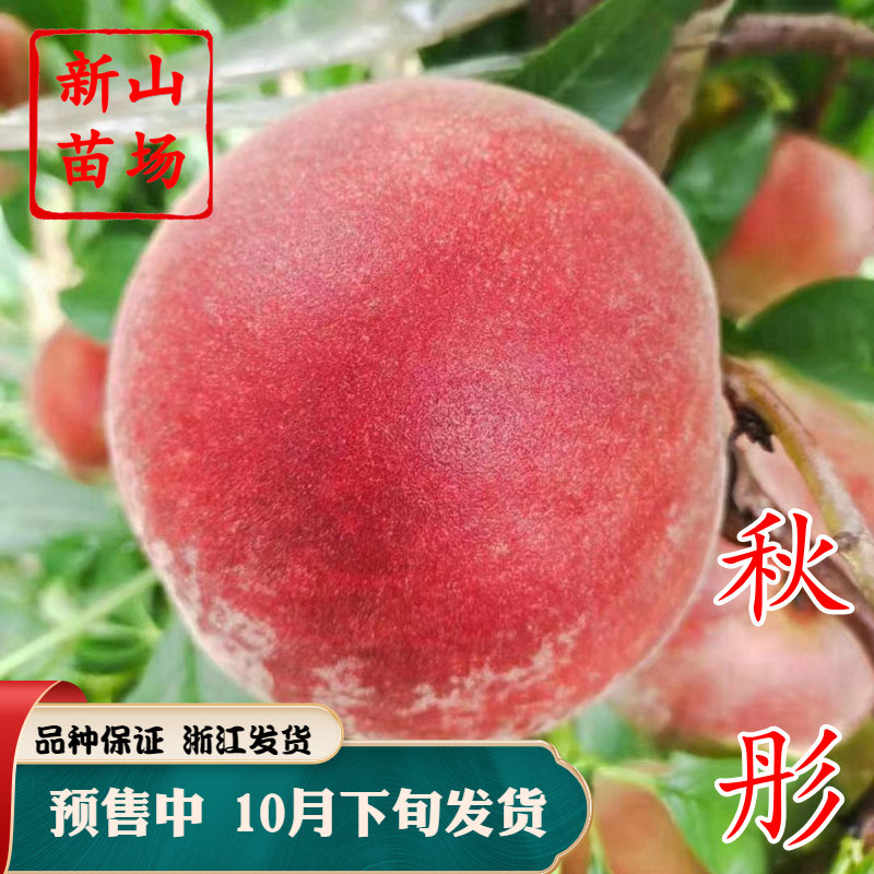 【秋彤桃苗】美国新品种离核晚熟8月9月脆甜秋雪桃子树苗新山苗场