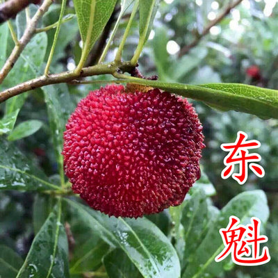 仙居东魁杨梅新山苗场特大果常绿