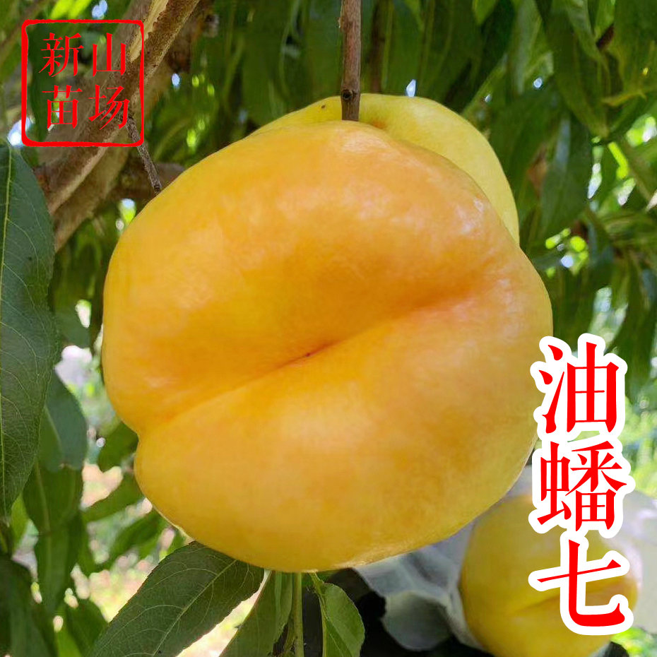 【中油蟠7号桃苗】 油蟠七 风味天后皇后太后桃树苗 油蟠桃子树苗