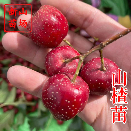 新山苗场落叶自花山楂苗南方可种