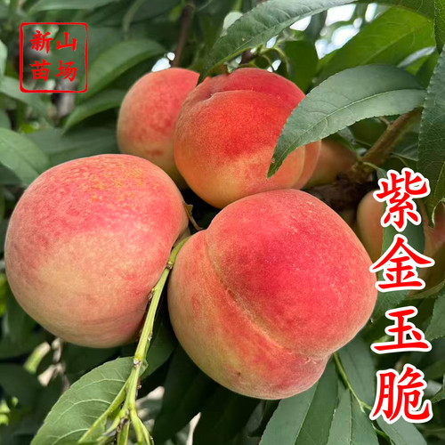 【紫金玉脆桃树苗】苏丽硬肉脆桃7月sh硬脆甜不软毛水蜜桃子树苗