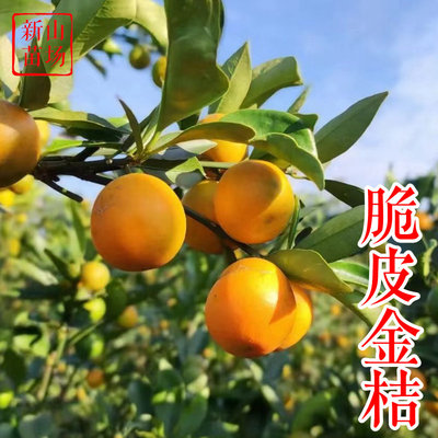 脆皮金桔树苗阳台家庭盆栽当年