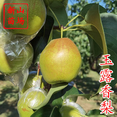 【玉露香梨苗】新品种库尔勒香梨杂交选育酥脆雪梨树苗 新山苗场