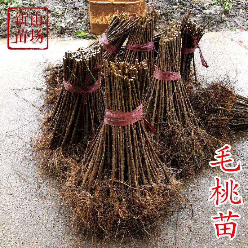 桃树毛桃苗实生桃苗嫁接砧木