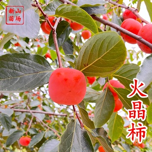 【火晶柿苗】软柿吊红柿饼火葫芦灯笼涩柿挂树期长火晶柿子树苗