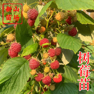 【树莓苗】哈瑞太兹金秋波尔卡新品种黄泡双季黄红智利黑树莓苗