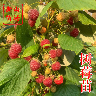 【树莓苗】哈瑞太兹金秋福新品种黄泡双季黄红智利黑树莓苗