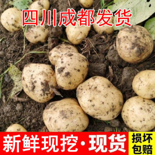 四川成都本地老式 土豆新鲜春洋芋现挖发货马铃薯土豆新鲜蔬菜黄皮