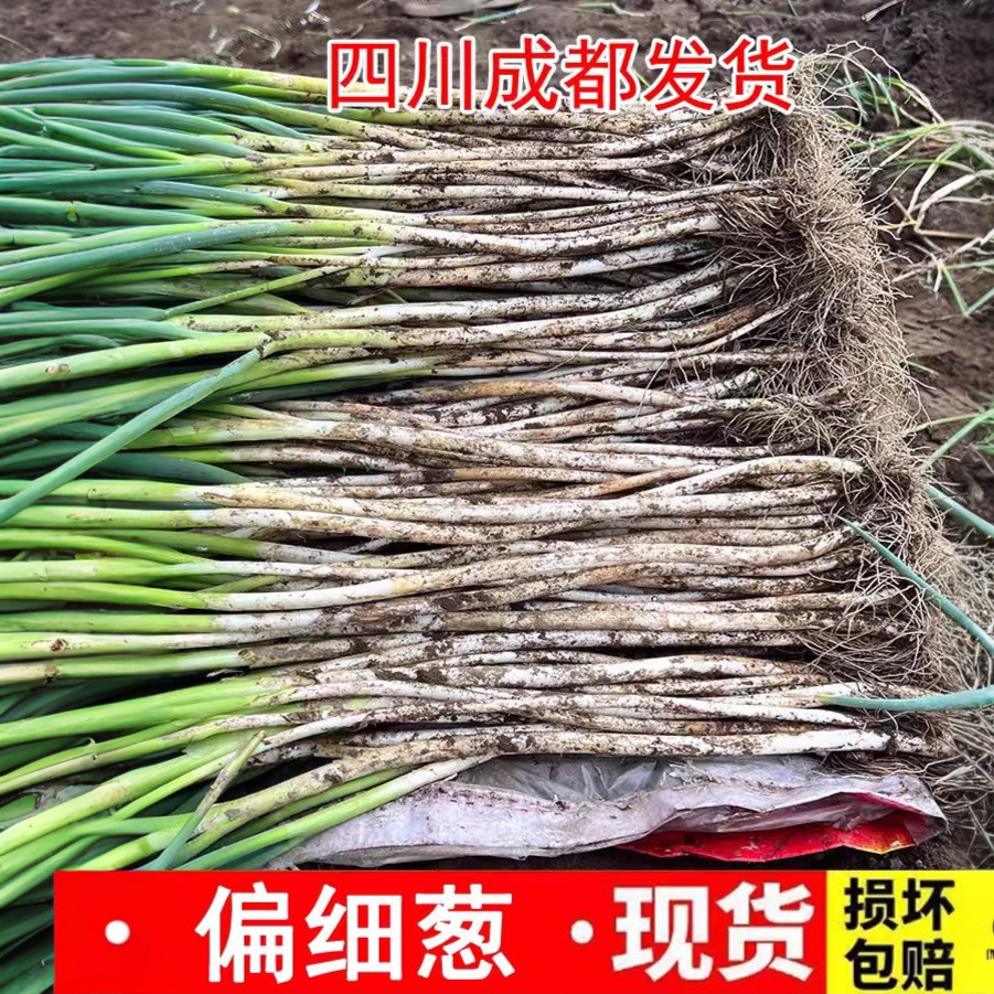 四川大葱新鲜铁杆白毛本地蔬菜