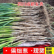 四川大葱新鲜本地葱黄细葱大葱长白带皮毛葱蘸酱嫩葱蔬菜青葱香葱
