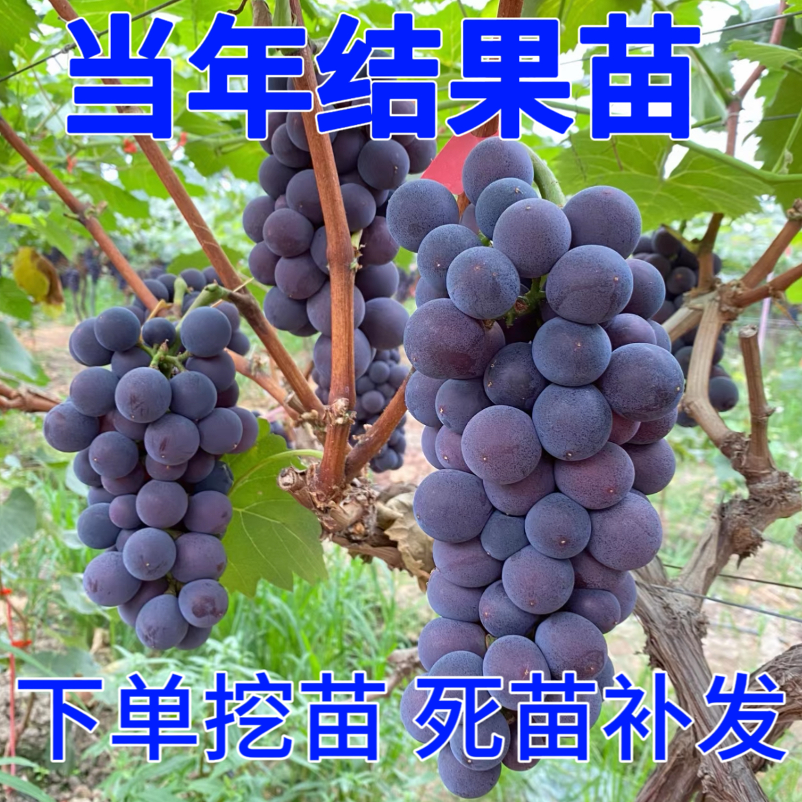 葡萄树苗阳光玫瑰巨峰蓝宝石阳台盆栽庭院地栽南方北方种植果树苗