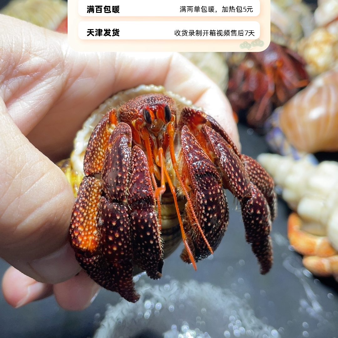 黑莓3.5
