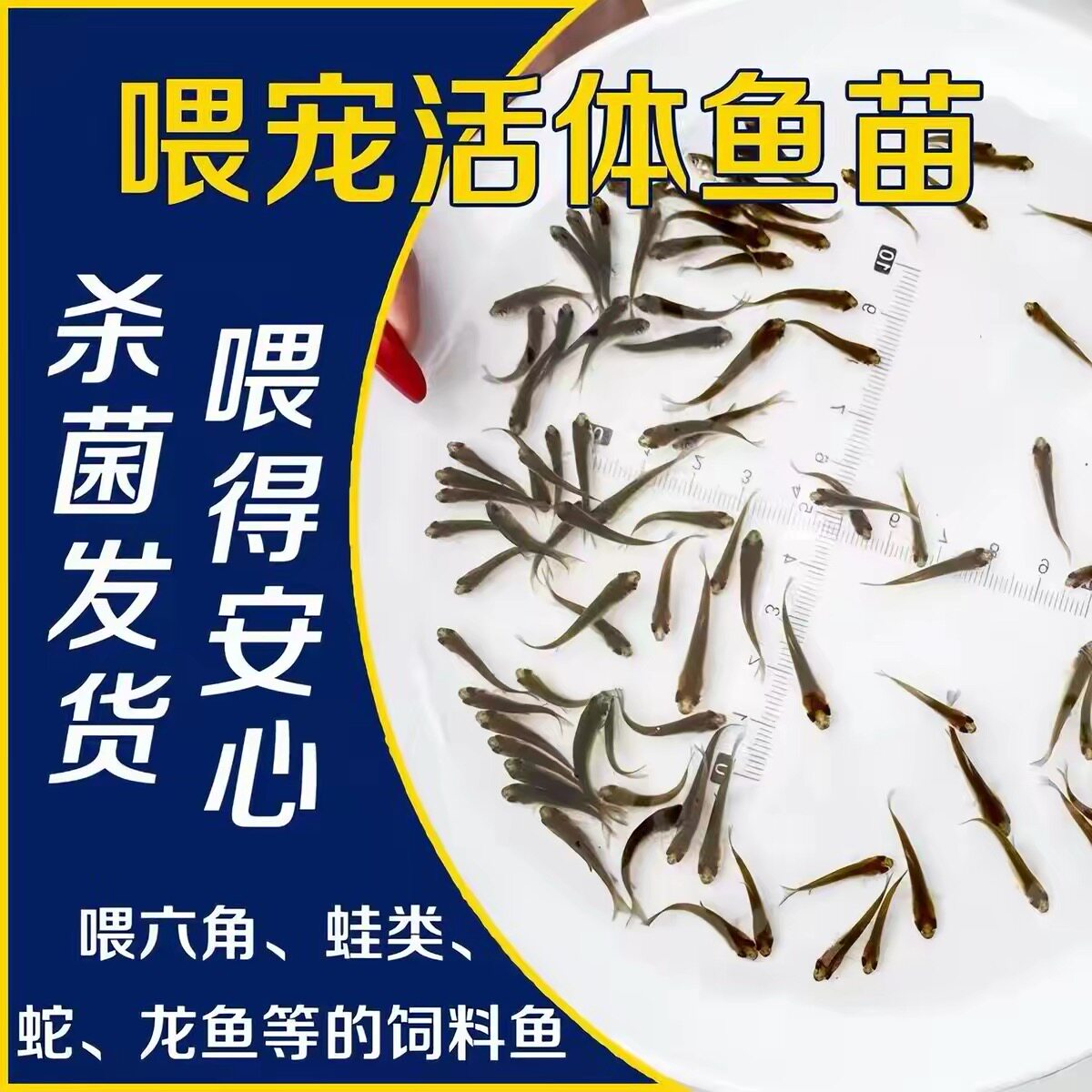 招财猫鱼苗活体观赏鱼淡水鱼活鱼鱼