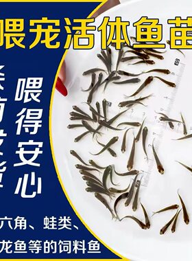 招财猫鱼苗活体观赏鱼淡水鱼活鱼饲料鱼活体鱼小鱼苗银龙鱼饲料鱼