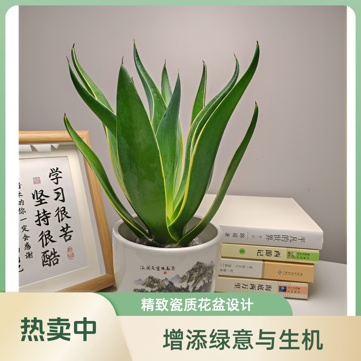 金边龙舌兰盆栽花卉绿植桌面办公室稀有品种盆景树苗好养活