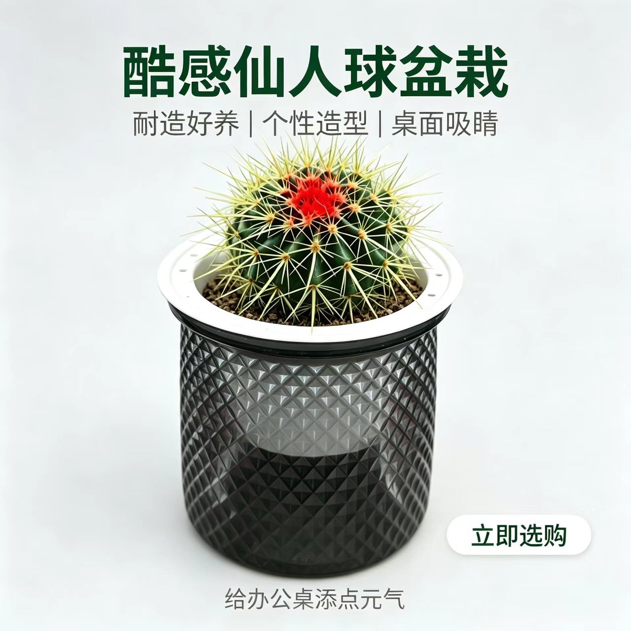 酷感仙人球带盆桌面装饰好养