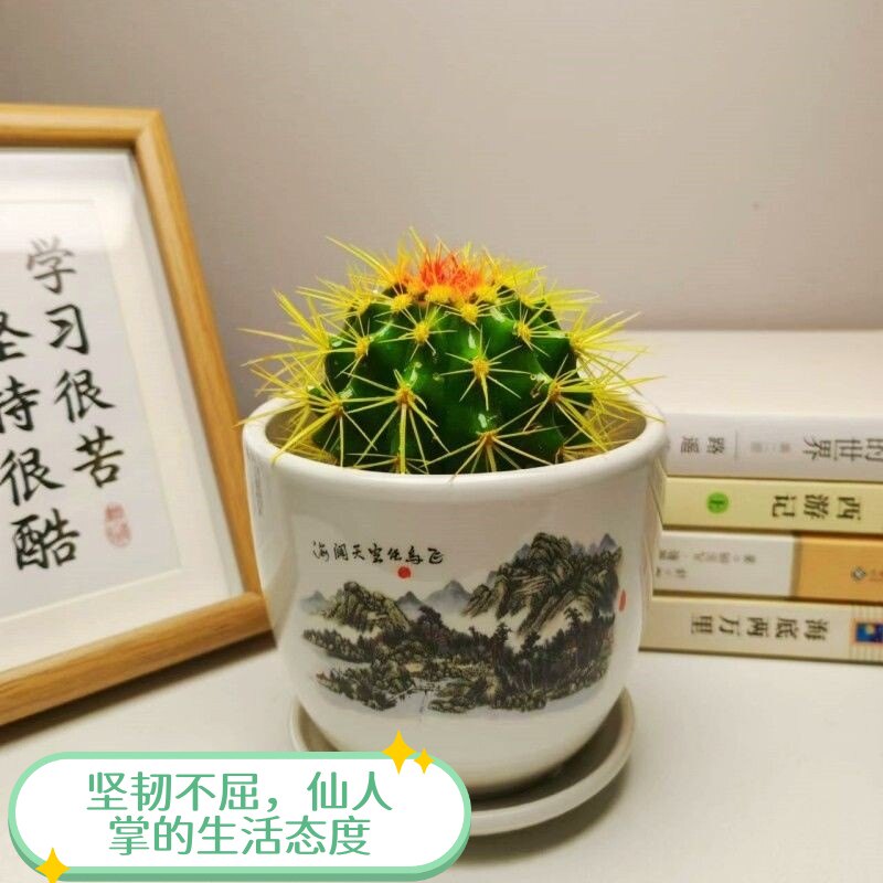 金虎仙人球盆栽多肉植物盆景办公室阳台绿植耐旱好养净化空气