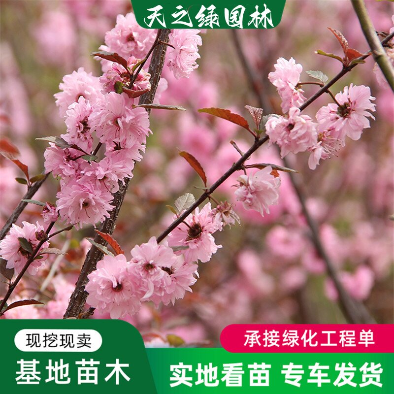 榆叶梅树苗园林绿化苗木庭院观花植物梅花苗嫁接红绿梅苗风景树苗