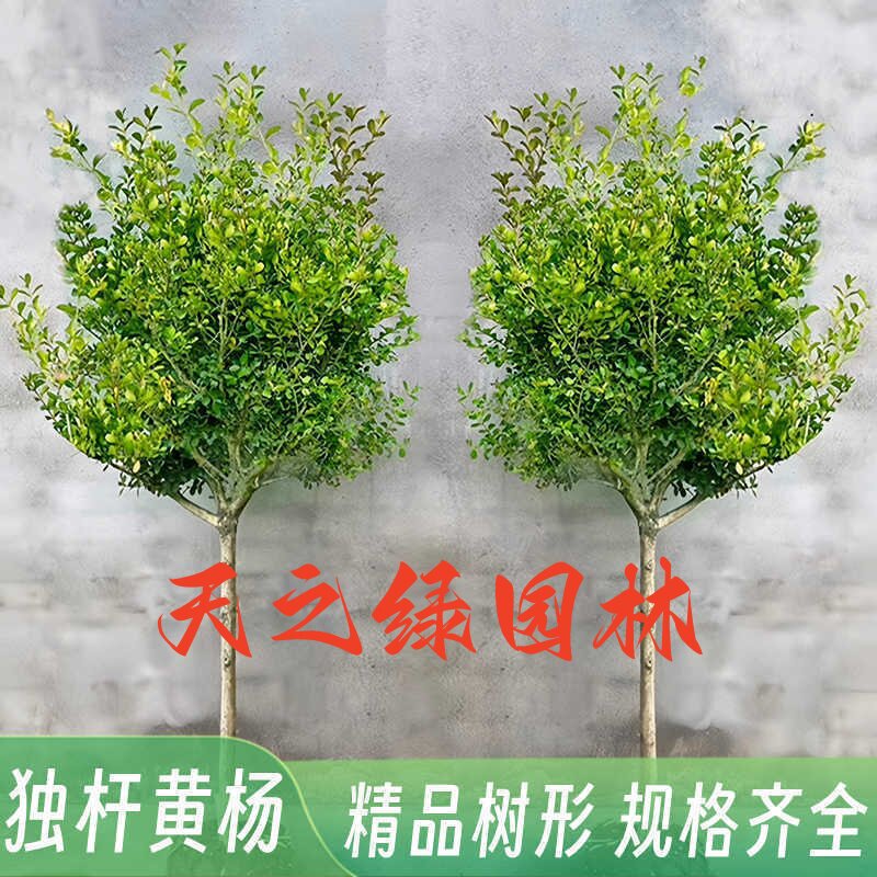 庭院地栽造型盆景树桩素材绿化苗