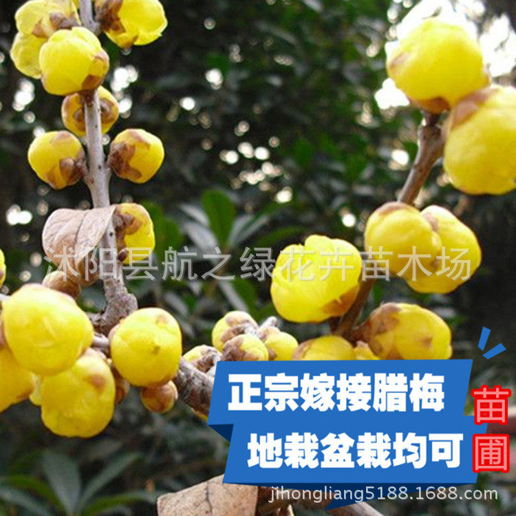 素心腊梅树苗盆栽腊梅花浓香型室内秋冬季室外庭院老桩耐寒梅花苗