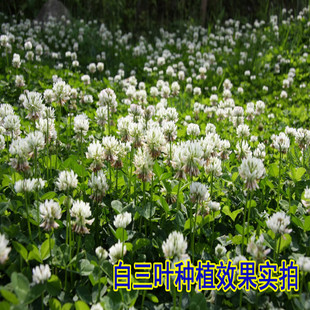 草坪草籽白三叶种子红三叶草种籽易活四季常青绿化车轴草果园绿肥