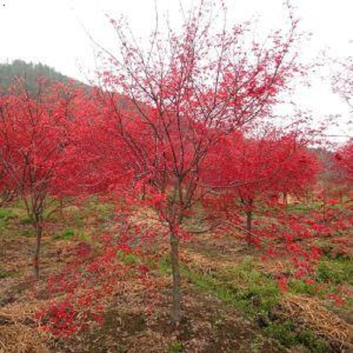 嫁接红枫树苗四季红枫苗室内庭院盆栽日本红舞姬中国红行道树树种