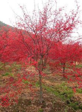 日本红枫树苗中国红枫原生红舞姬盆栽阳台庭院植物苗木绿化风景树