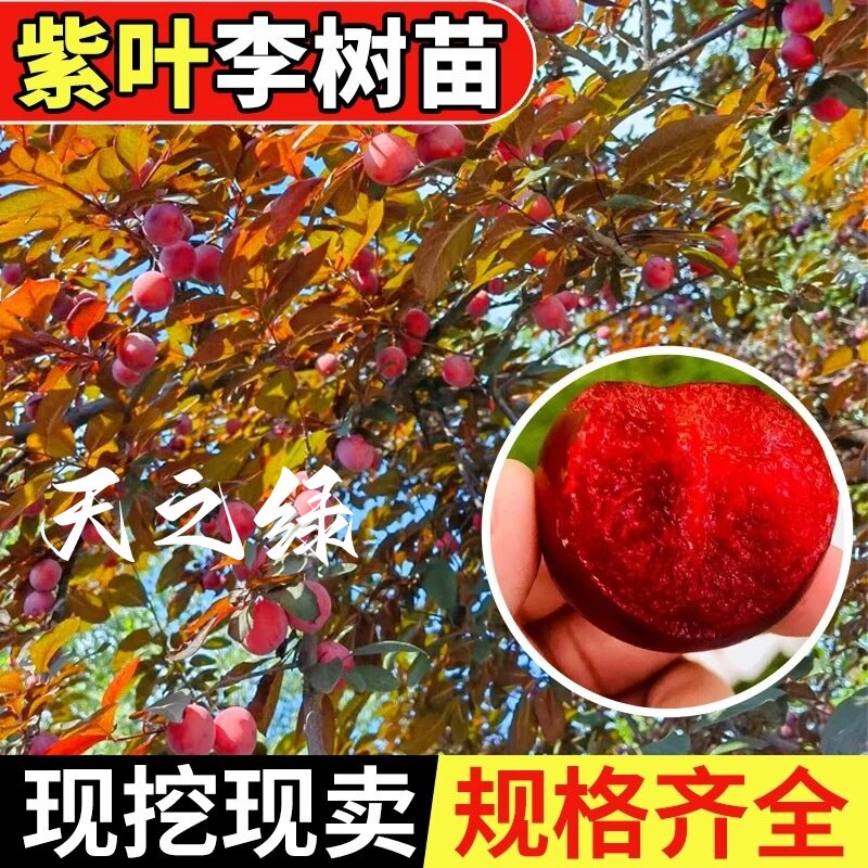 风景树庭院耐寒植物工程绿化苗木