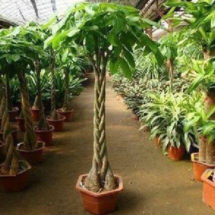 办公室内大型绿植四季常青植物