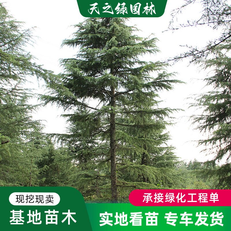 公园道路绿化庭院工程植物四季青
