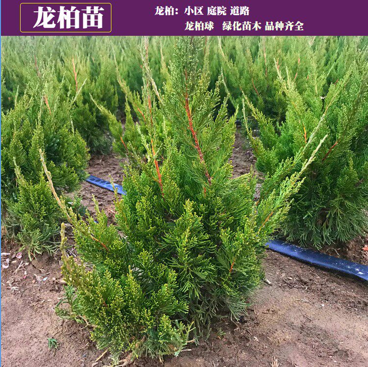 嫁接龙柏苗花灌木龙柏树苗清明松柏树苗小龙柏绿篱绿化墓地四季青