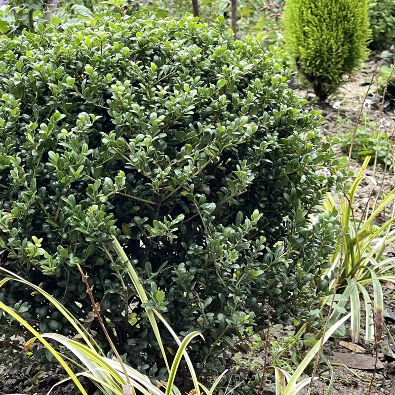灌木龟甲绿化园林苗地栽耐寒植物