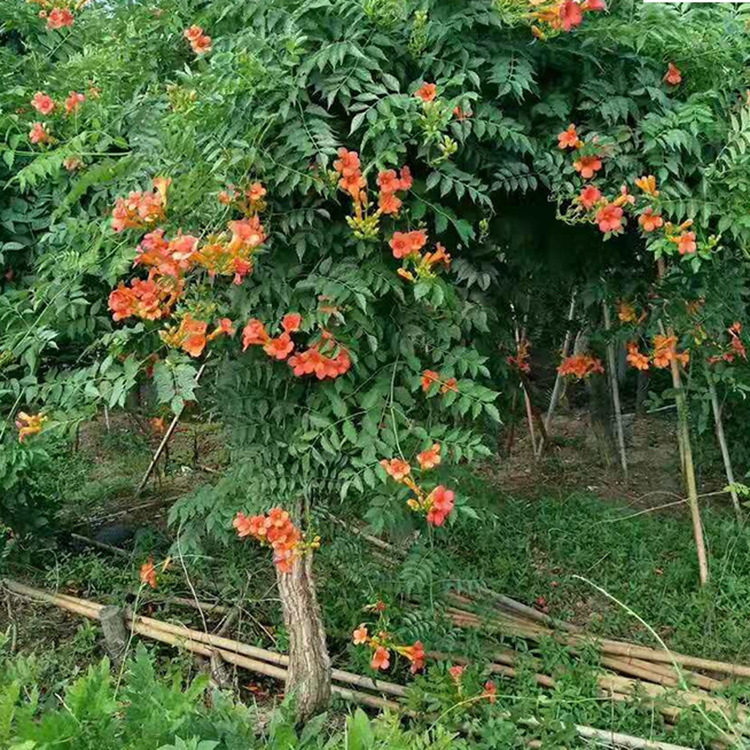 老桩耐寒爬藤植物庭院别墅绿植苗