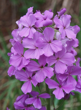 蓝香芥种子蓝色油菜花欧亚香花芥花种子易种花籽庭院四季易活紫色