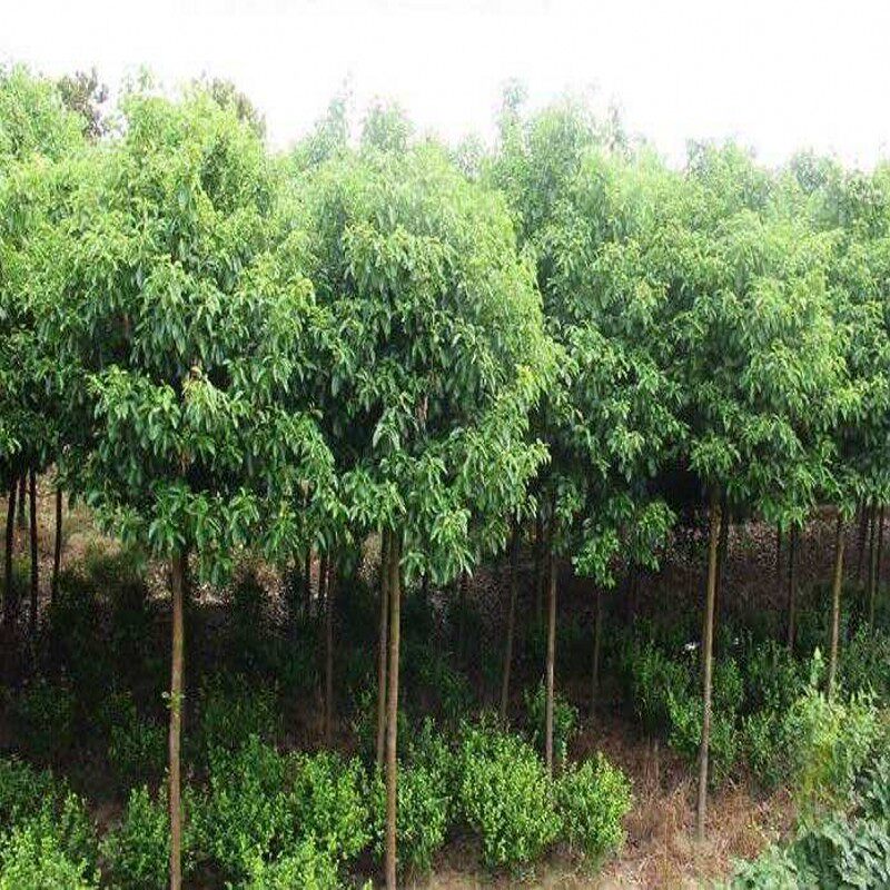 绿化工程香樟树苗驱蚊虫庭院绿