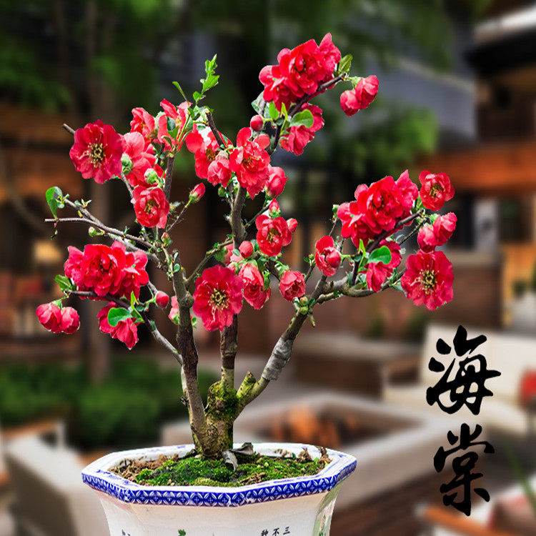 日本海棠花苗盆栽四季盆景大苗室内花卉观花庭院阳台玫瑰绿化植物
