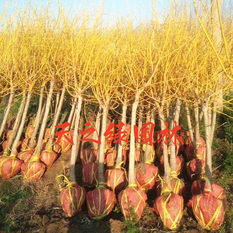 工程绿化树苗金枝国槐苗黄金槐花苗垂槐花卉植物嫁接黄金槐小苗