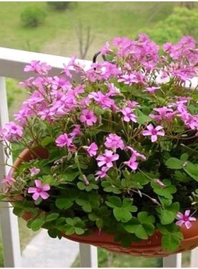 红花酢浆草种球幸运草炸酱草室内紫色醋酱草三叶草种子多年生盆栽