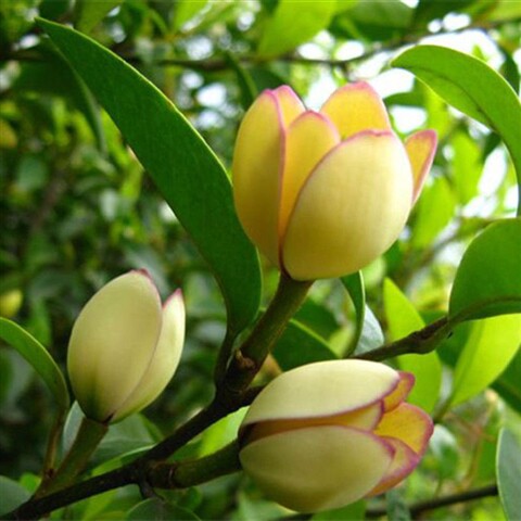 嫁接含笑花树苗盆栽绿植阳台