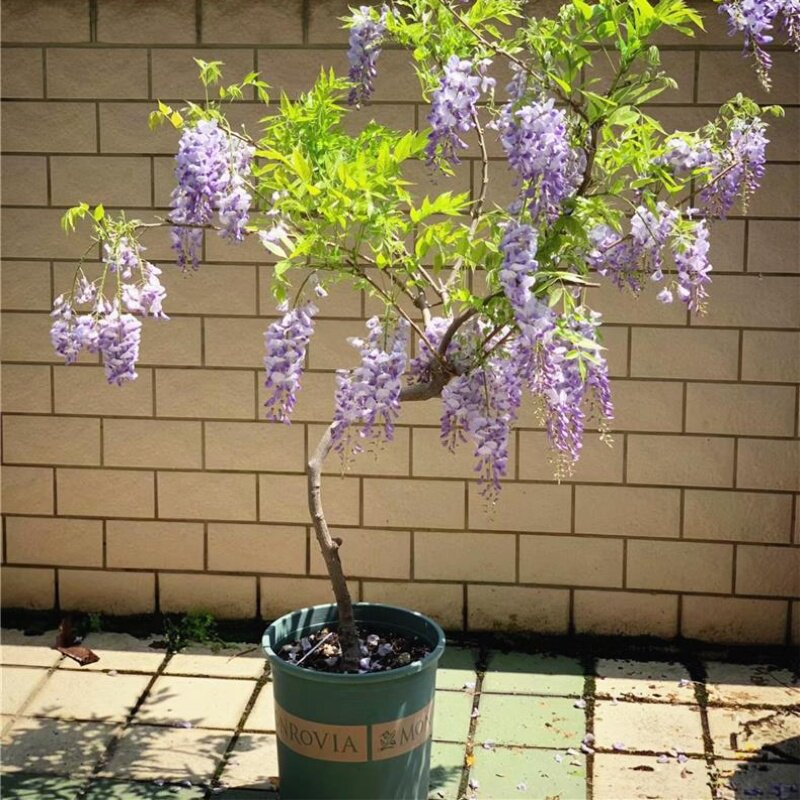 庭院盆栽地栽耐寒藤本花卉
