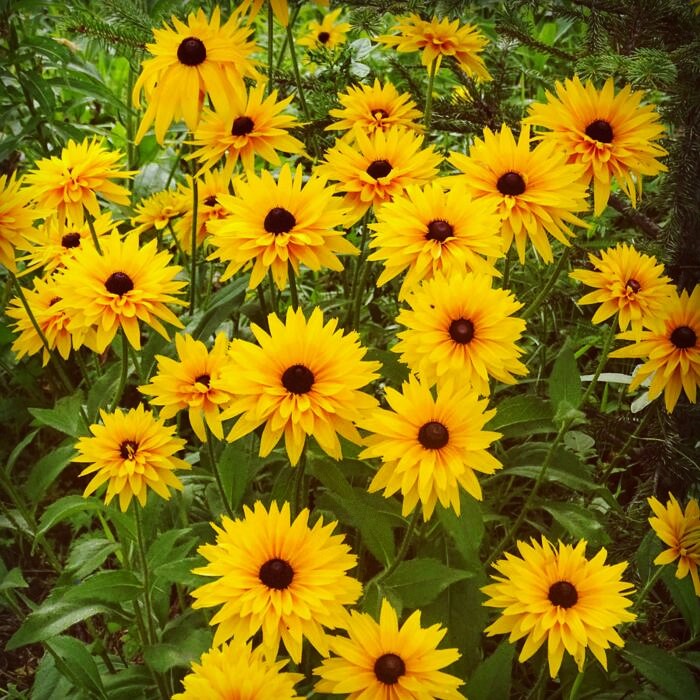 秋季景观绿化花卉耐寒耐旱金光菊图片