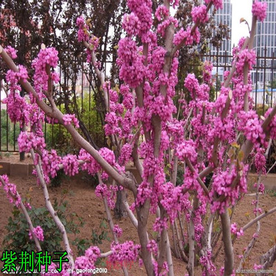 耐寒庭院花卉种子四季播