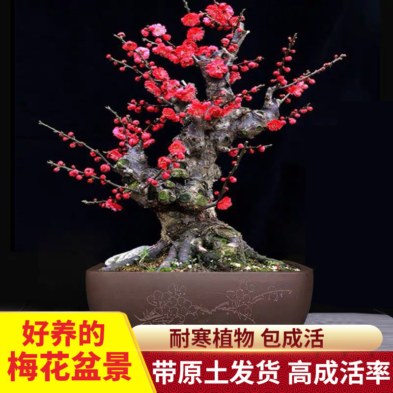 朱砂红梅花树盆景老桩庭院绿植盆栽带花苞绿梅骨里红庭院花卉耐寒