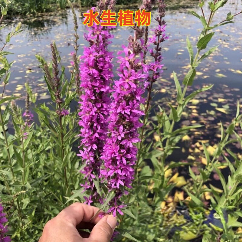 千屈菜花苗四季易种多年生宿根