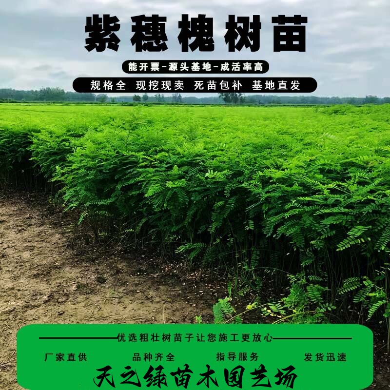 紫穗槐树苗基地防沙固沙护坡国槐苗刺槐苗紫花苗道路绿化护坡绿化